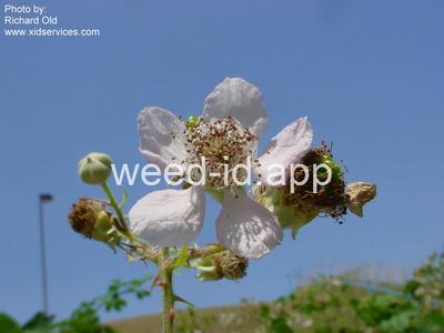 blackberry, Himalaya