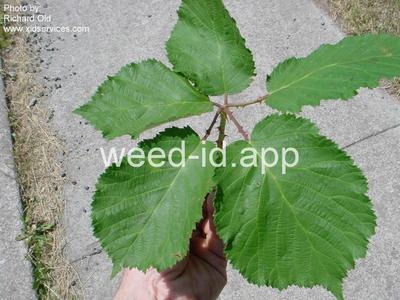 blackberry, Himalaya