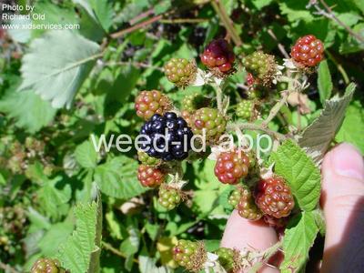 blackberry, Himalaya