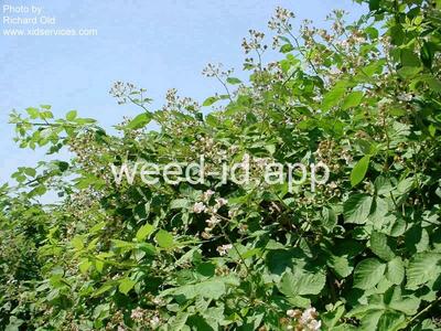 blackberry, Himalaya