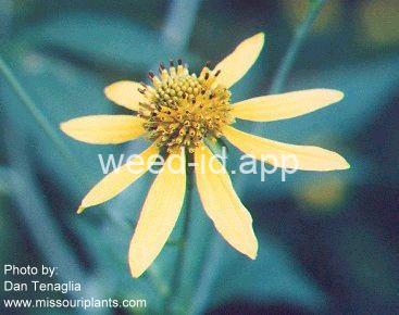 coneflower, cutleaf