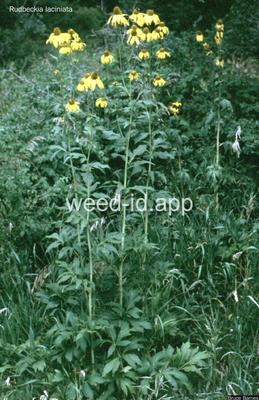 coneflower, cutleaf