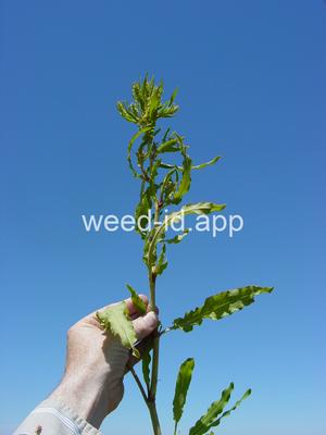 dock, willow leaved