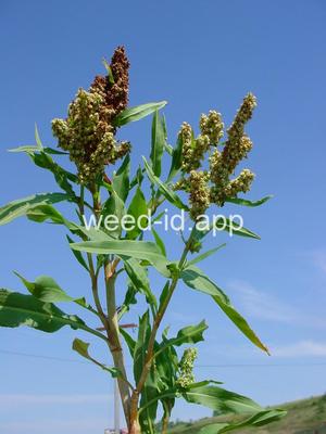 dock, willow leaved