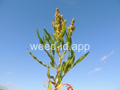 dock, willow leaved