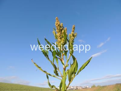 dock, willow leaved