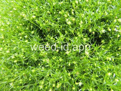 pearlwort, dwarf
