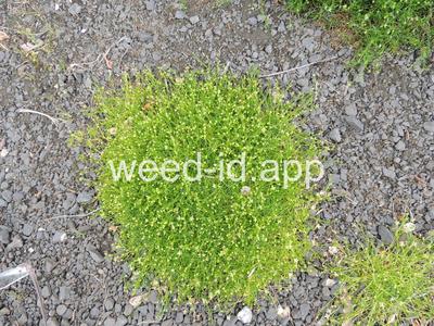 pearlwort, dwarf