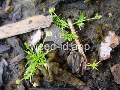 pearlwort, birdseye