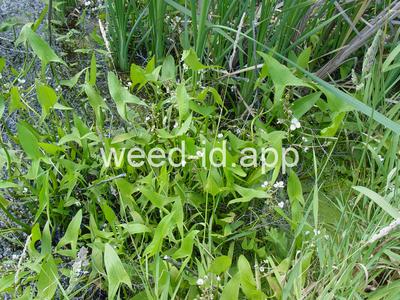 arrowhead, wedgeleaf