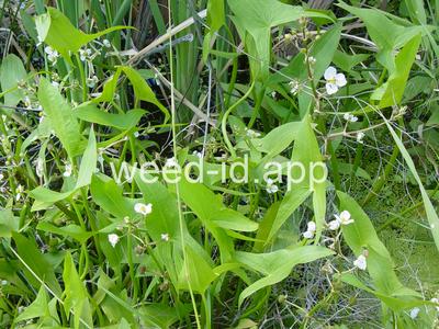 arrowhead, wedgeleaf