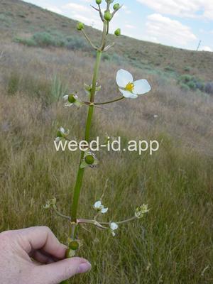 arrowhead, wedgeleaf