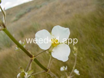 arrowhead, wedgeleaf