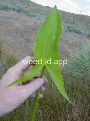 arrowhead, wedgeleaf