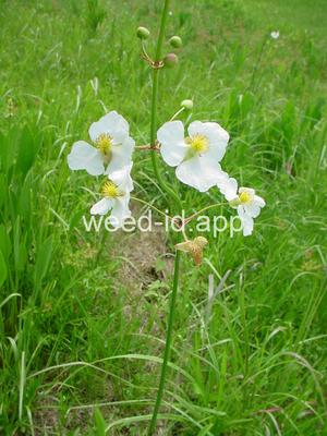 Sagittaria lancifolia