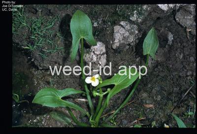 arrowhead, California