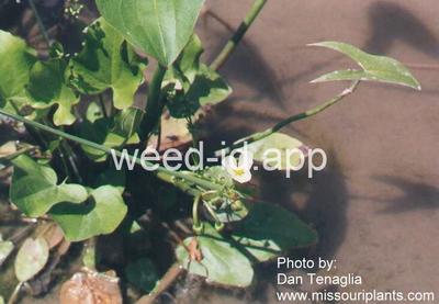 arrowhead, California