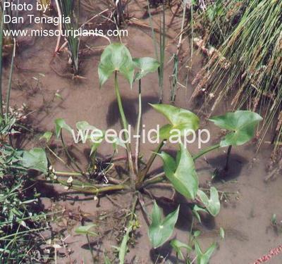 arrowhead, California