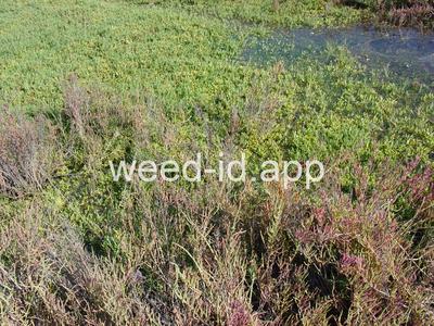 Salicornia depressa