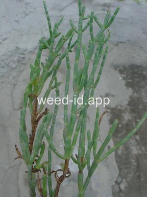 Salicornia virginica