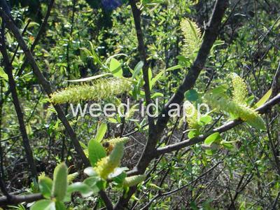 Salix caroliniana