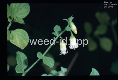 lily-of-the-valley vine