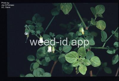 lily-of-the-valley vine