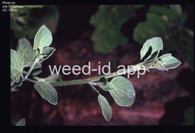 lily-of-the-valley vine