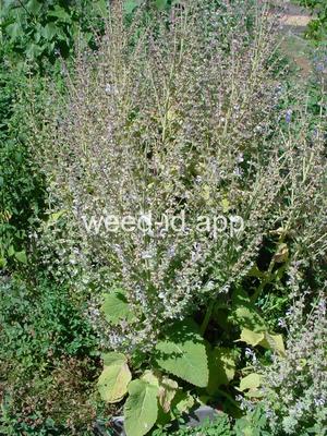 Salvia sclarea