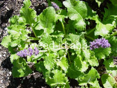 Salvia verticillata
