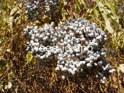 Sambucus cerulea