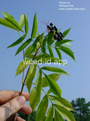 elderberry, common