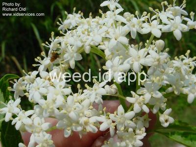 elderberry, common