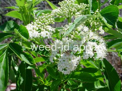 elderberry, common
