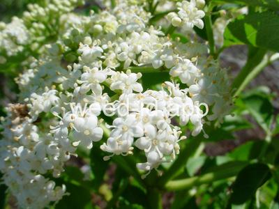 elderberry, common