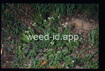 Scandix pecten-veneris