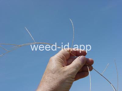 Schedonnardus paniculatus