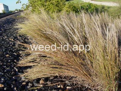 Schizachyrium scoparium
