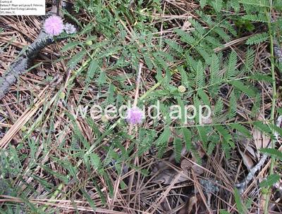 Schrankia microphylla