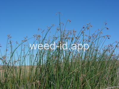 Scirpus acutus
