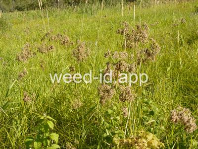 Scirpus cyperinus