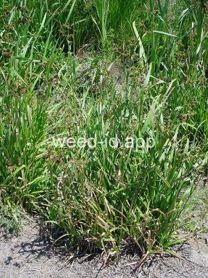 Scirpus microcarpus