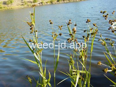 Scirpus pallidus