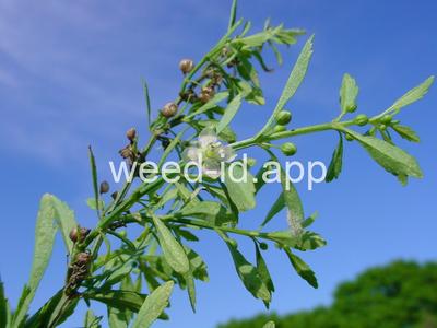 goatweed