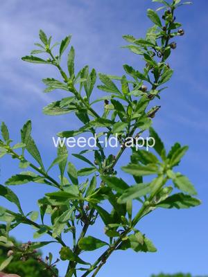 goatweed