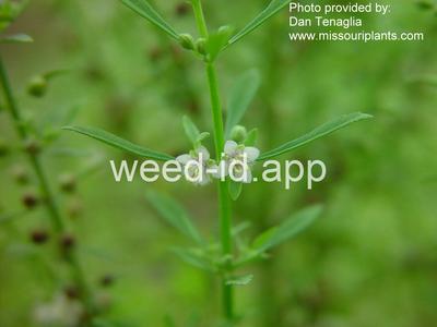 goatweed