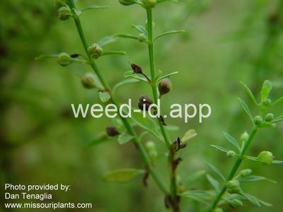 goatweed