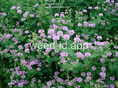 crownvetch, trailing