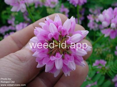 crownvetch, trailing