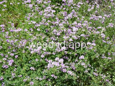crownvetch, trailing